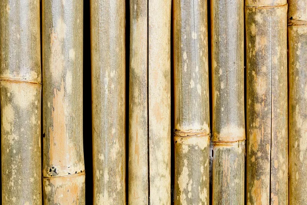 Tube de bambou texture fond — Photo