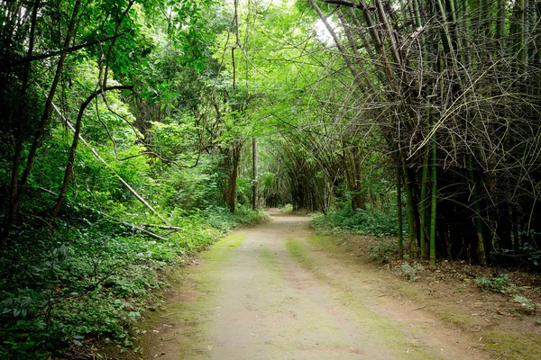 थायलंड मध्ये वन मार्ग — स्टॉक फोटो, इमेज