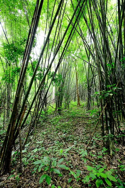Ruta forestal en Tailandia —  Fotos de Stock