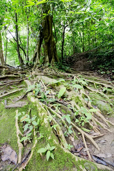 Grandes raíces de árboles y ríos en la selva tropical, Namtok Huai Mae —  Fotos de Stock
