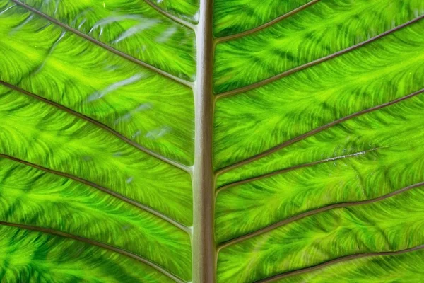 Duży zielony liść — Zdjęcie stockowe