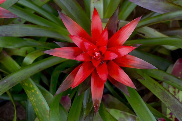 Czerwony Ogród bromeliowatych — Zdjęcie stockowe