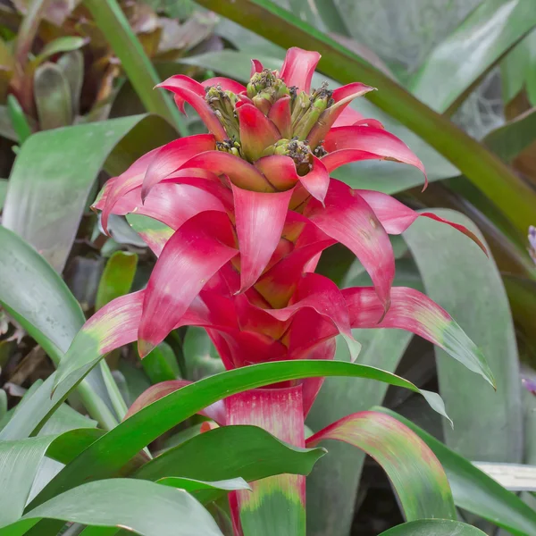 Piros bromeliads — Stock Fotó