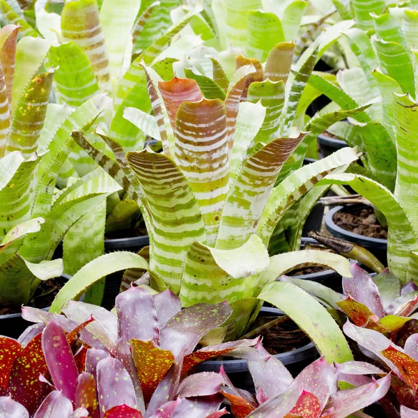 Bromeliads — Stock Photo, Image