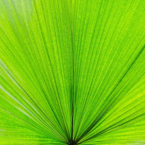 Primer plano extremo de la hoja verde fresca como fondo —  Fotos de Stock