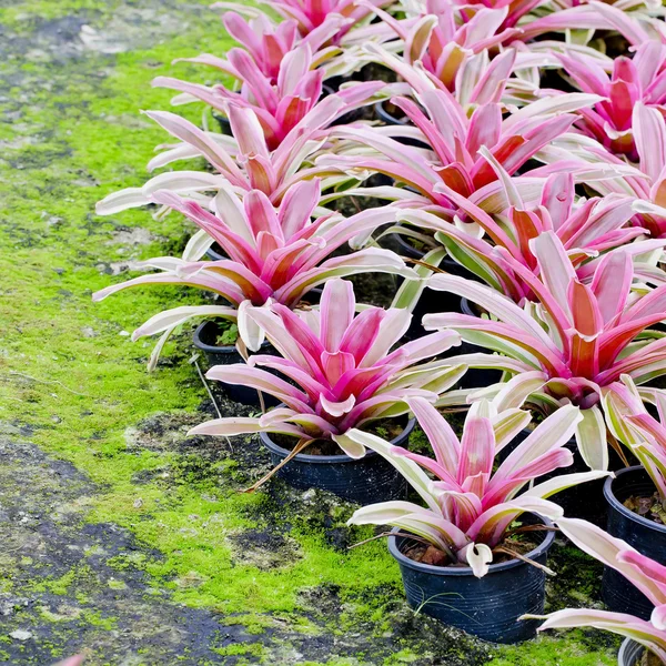 Rózsaszín Bromeliads — Stock Fotó