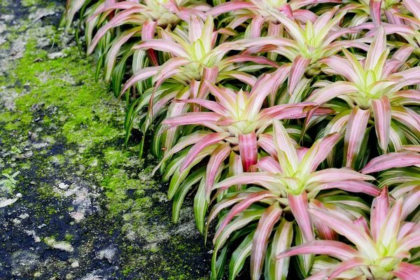 粉红色的凤梨科植物 — 图库照片