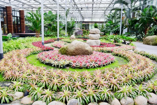 Vackra färgglada bladverk på ananasväxter växt - bromeliads trädgård — Stockfoto