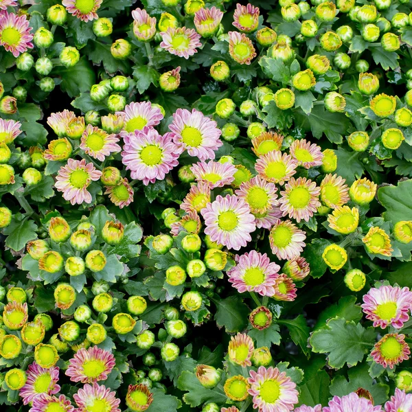 ミニ花の庭 - ピンク色のミニ花ビンテージ スタイル — ストック写真