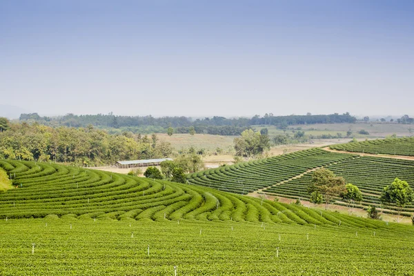 Zelený čaj plantáž krajina — Stock fotografie