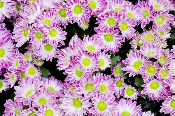 Styl vintage mini kwiat w ogrodzie - różowy kolor kwiatów mini — Zdjęcie stockowe