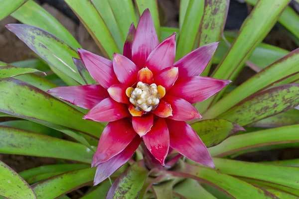 Różowy Ogród bromeliowatych — Zdjęcie stockowe