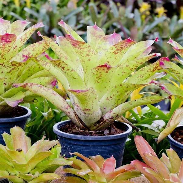 Bromelias rosadas —  Fotos de Stock