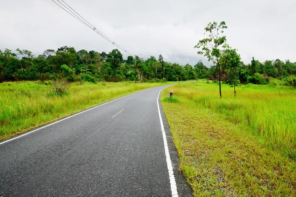 Winding Road Through a Forest — Stock Photo, Image