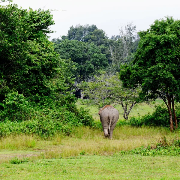 Elephant is backing to the sparse forest — Stock Photo, Image