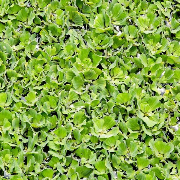 Duckweed covered on the water surface — Stock Photo, Image