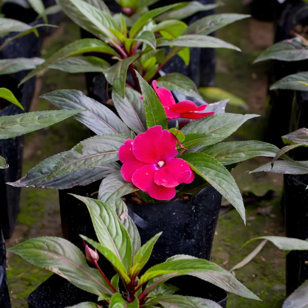 Rote Blümchen — Stockfoto