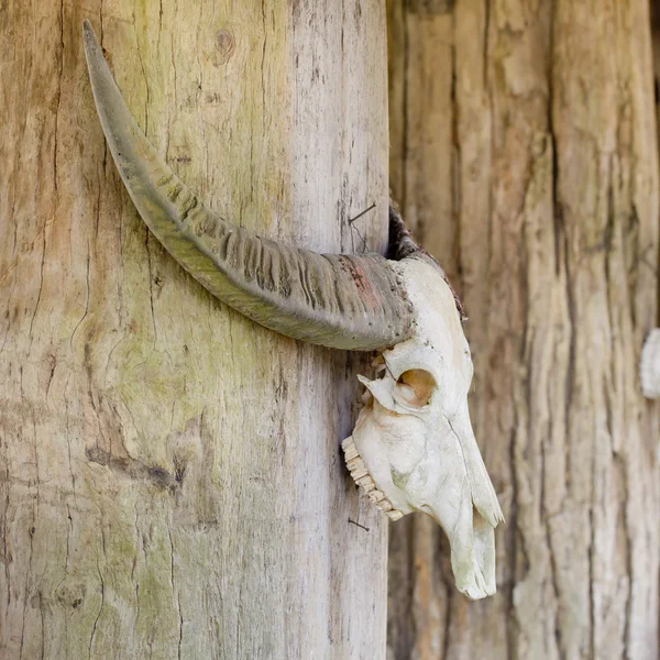 Crânio de cabeça de touro — Fotografia de Stock