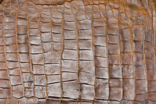 Окрашенная золотистая кожа крокодила, крупный план — стоковое фото
