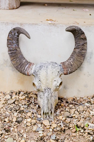 Head skull of bull — Stock Photo, Image