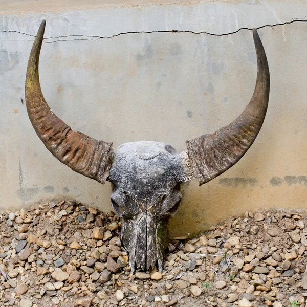 head skull of bull