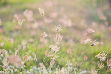 Camomiles yaz alan portre üzerinde
