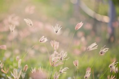 Camomiles yaz alan portre üzerinde