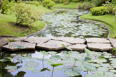 Lotus veya nilüfer çiçeği