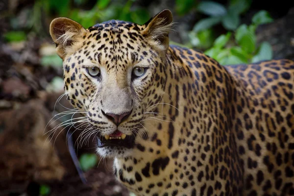 Primer retrato de leopardo con ojos intensos —  Fotos de Stock