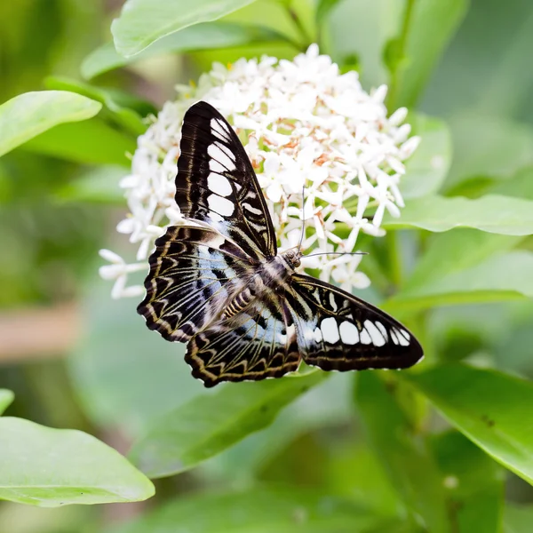 Černé a modré motýl — Stock fotografie