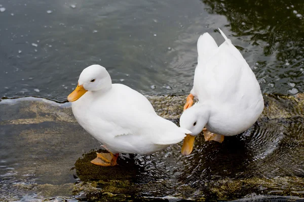 Witte eend in het water — Stockfoto