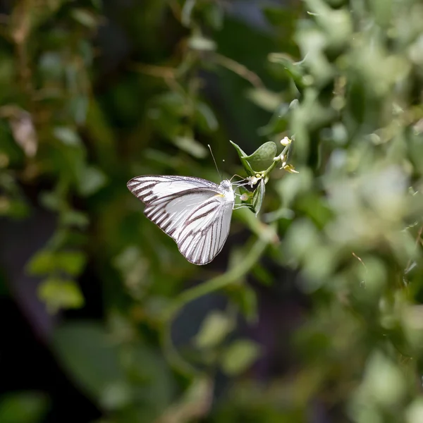 Bílý a černý motýl — Stock fotografie
