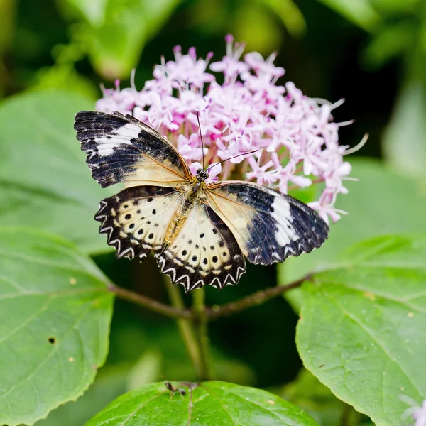 Zářivě žlutý motýl — Stock fotografie