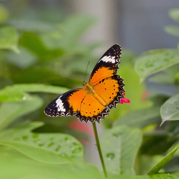 Yellow-orange butterfly — Stock Photo, Image