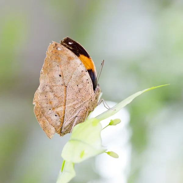 Indian Leaf Butterfly exactly same like a dried leaf — Stock Photo, Image