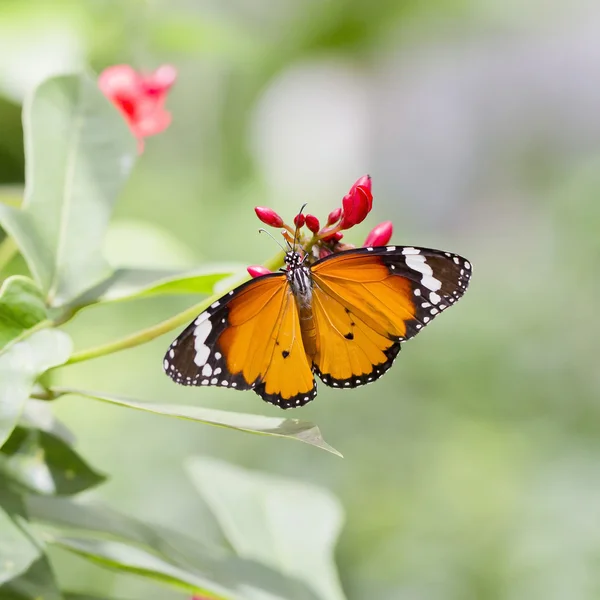 Yellow-orange butterfly — Stock Photo, Image