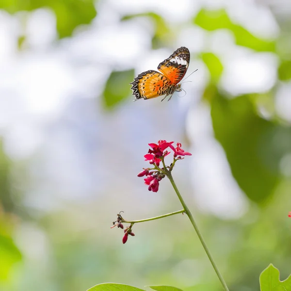 Yellow-orange butterfly — Stock Photo, Image