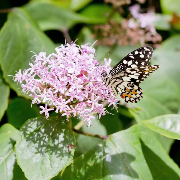 Černý a bílý motýl — Stock fotografie