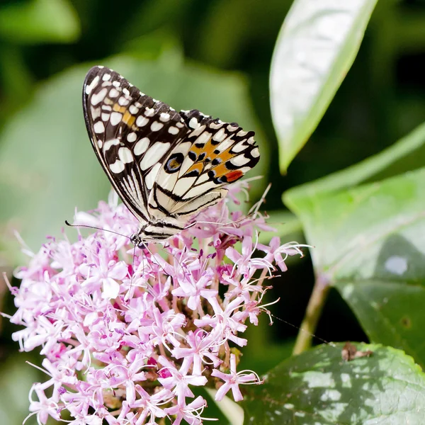 Černý a bílý motýl — Stock fotografie