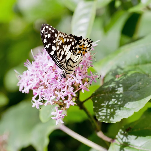 Černý a bílý motýl — Stock fotografie