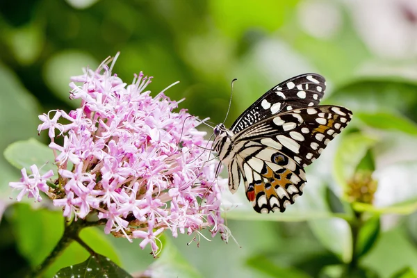 Černý a bílý motýl — Stock fotografie