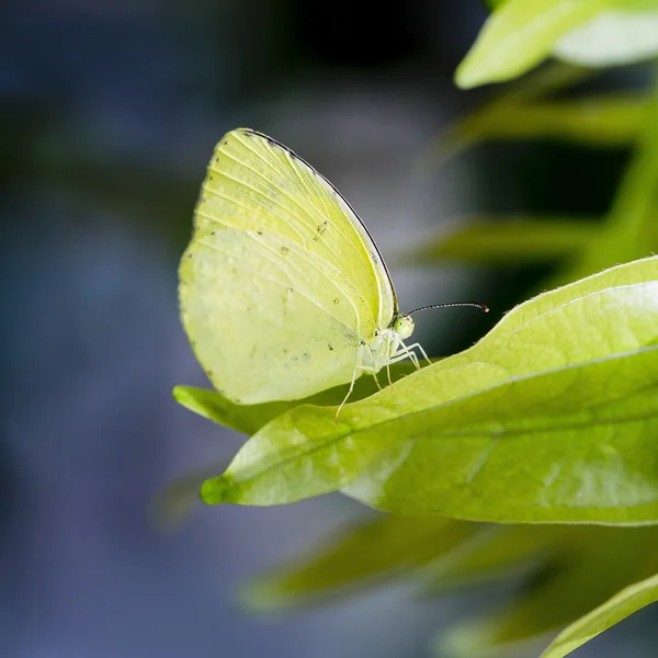 Green Butterfly flying — Stock Photo, Image