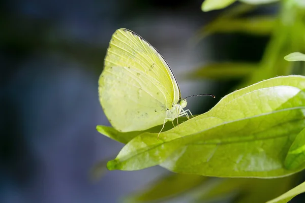 Green Butterfly flying — Stock Photo, Image