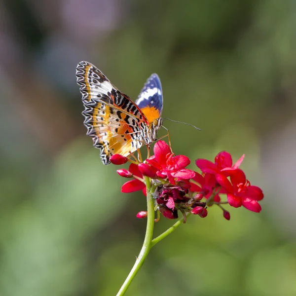 노란색-주황색 나비 — 스톡 사진