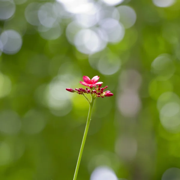 粉红色的小花 — 图库照片