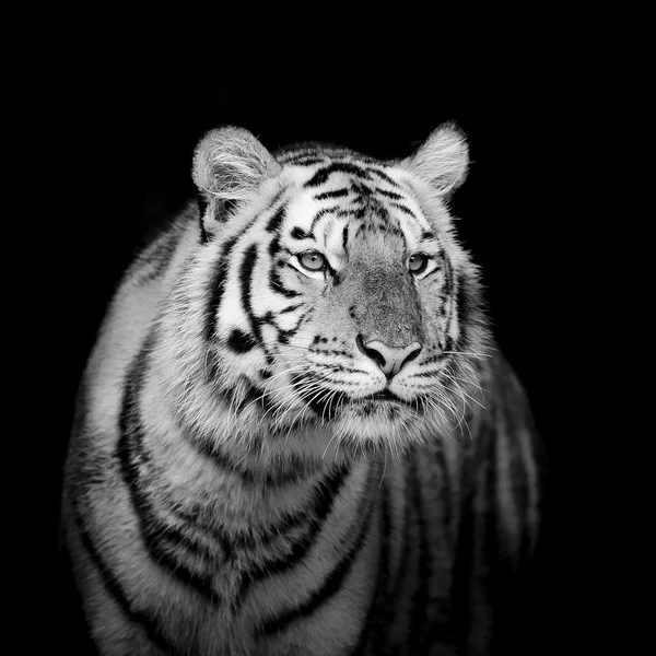 Τίγρη της Βεγγάλης — Φωτογραφία Αρχείου