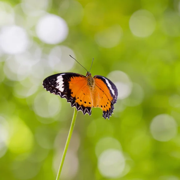 Yellow-orange butterfly — Stock Photo, Image