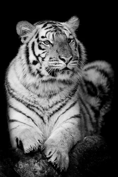 Bengal tiger — Stock Photo, Image