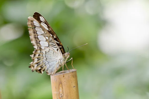 Butterfly — Stock Photo, Image