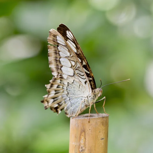 Butterfly — Stock Photo, Image